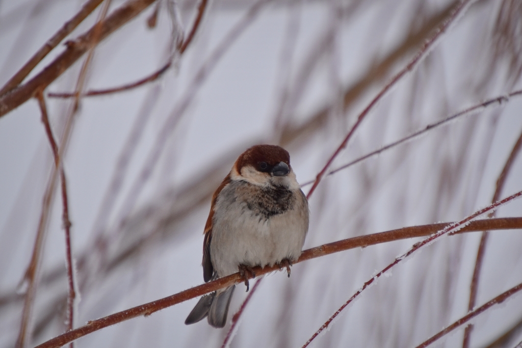Eurasian Tree Sparrow x House Sparrow