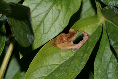 Botrytis paeoniae