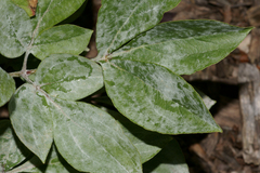 Botrytis paeoniae