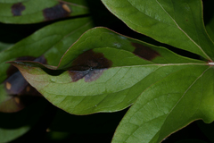 Botrytis paeoniae