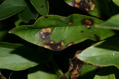 Botrytis paeoniae