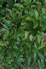 Botrytis paeoniae
