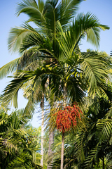 Ptychosperma elegans