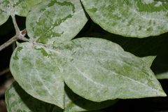 Botrytis paeoniae