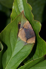 Botrytis paeoniae