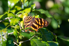 Herona marathus