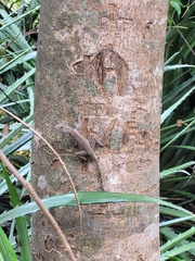 Anolis cristatellus cristatellus