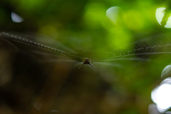 Macracantha