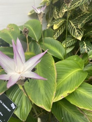 Goeppertia loeseneri