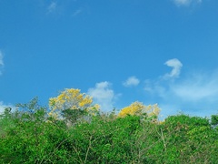 Handroanthus serratifolius