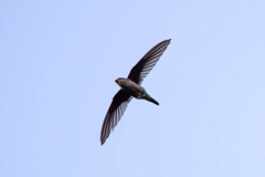 Cypsiurus balasiensis