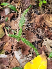 Opuntia repens