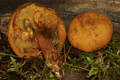 Buchwaldoboletus lignicola