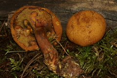 Buchwaldoboletus lignicola