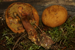 Buchwaldoboletus lignicola