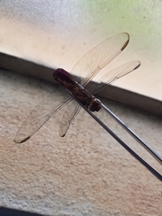 Odonata