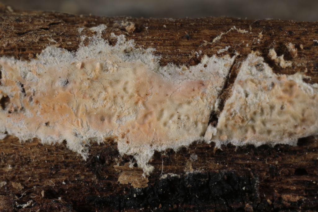 Byssomerulius albostramineus