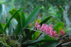 Rodriguezia lanceolata