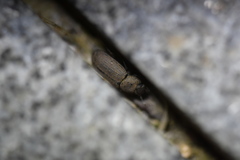 Gonocephalum reticulatum