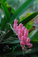 Rodriguezia lanceolata