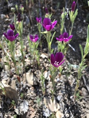 Clarkia purpurea