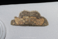 Chrysocraspeda marginata