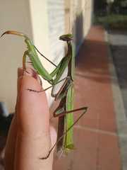 Mantis religiosa