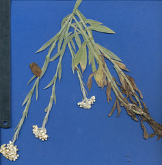 Pseudognaphalium roseum