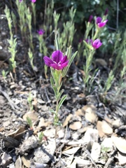 Clarkia purpurea