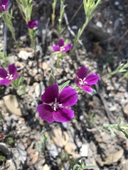 Clarkia purpurea