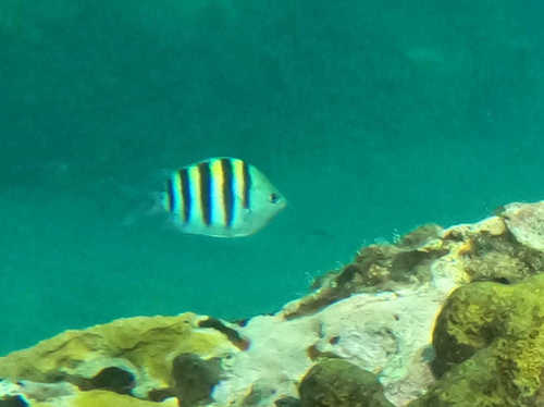 Sergeant major damselfish