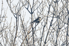 Haemorhous mexicanus