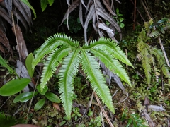 Sticherus squamulosus