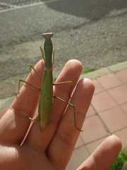 Mantis religiosa