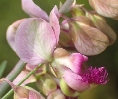 Polygala virgata