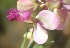 Polygala virgata