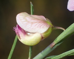 Polygala virgata