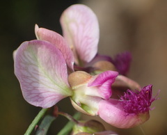 Polygala virgata