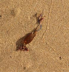 Haploblepharus fuscus