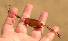 Haploblepharus fuscus