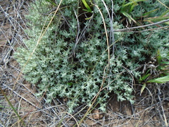 Helichrysum cerastioides