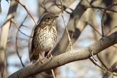 Turdus philomelos