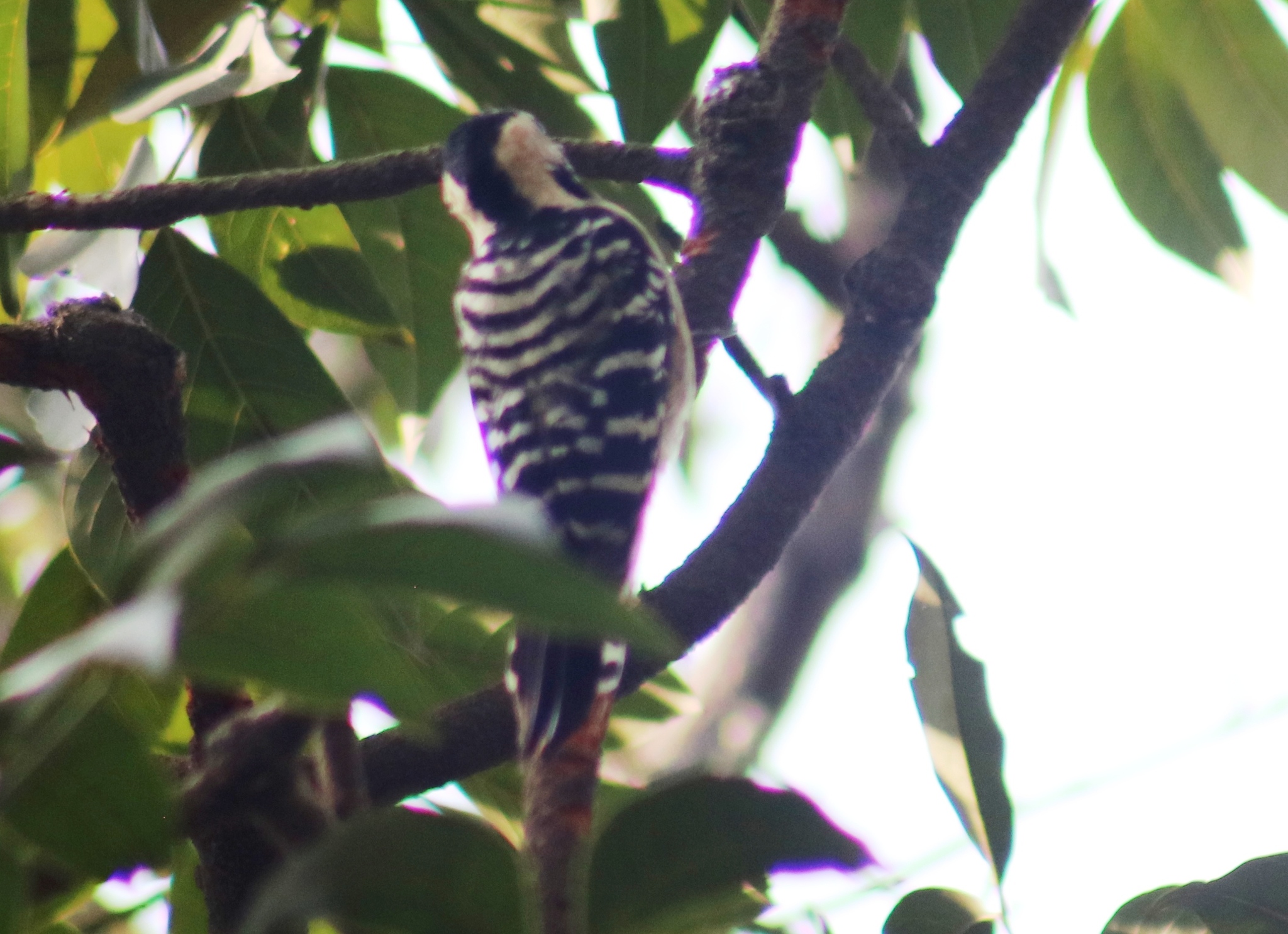 Fulvous-breasted Woodpecker