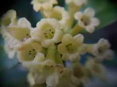 Cestrum macrophyllum