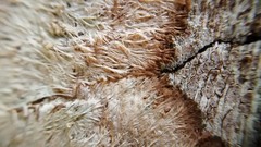 Syncesia rhizomorpha