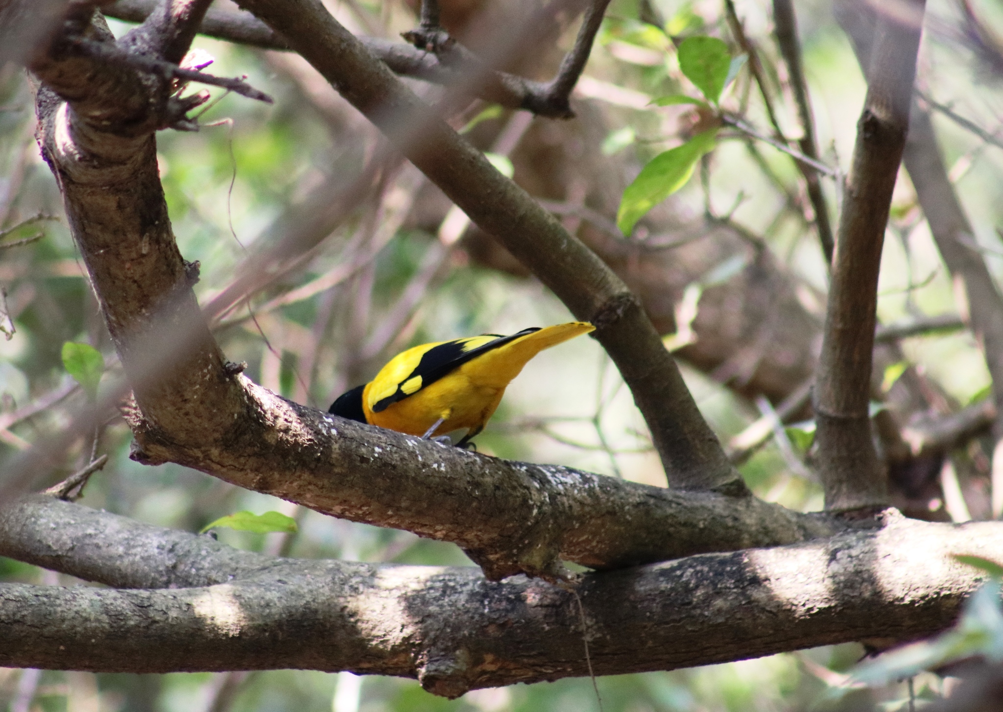 Black-hooded Oriole