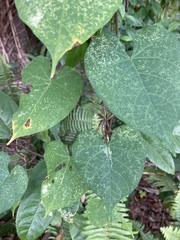 Ipomoea alba