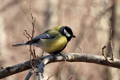 Parus major