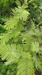 Acacia mearnsii image