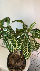 Aphelandra squarrosa